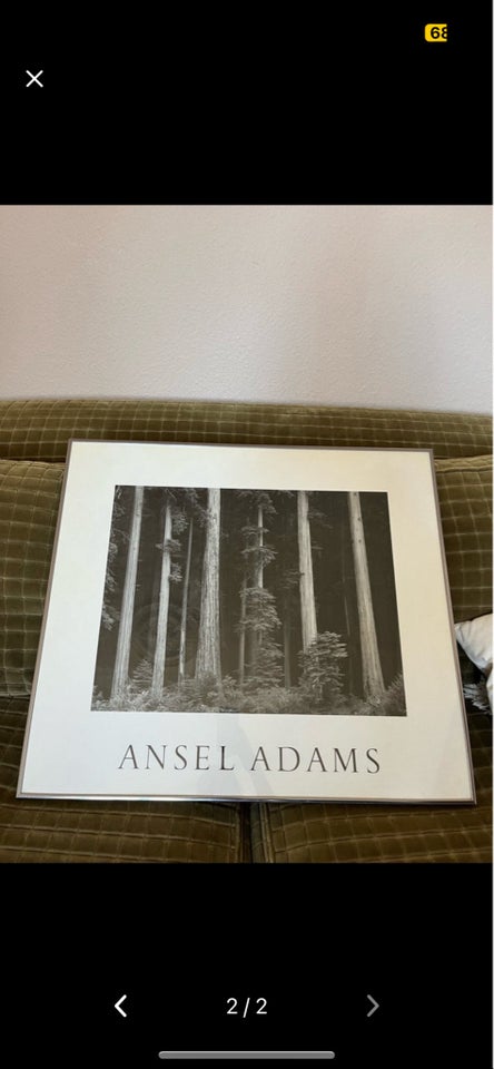 Plakat Ansel Adams motiv: Skov