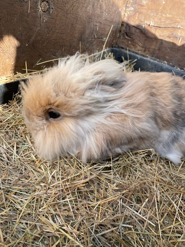 Kanin, Løvehoved, 4 år