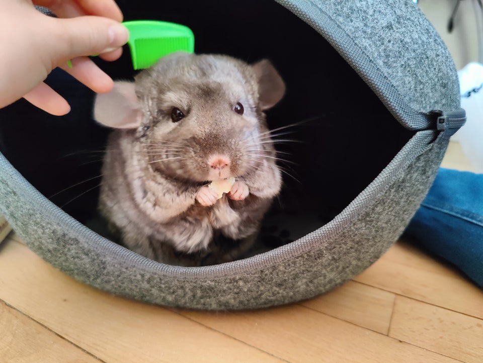 Chinchilla long-tailed 5 år