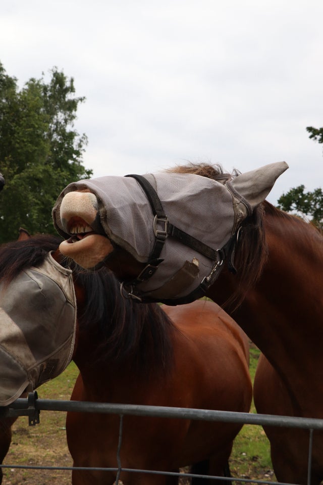 Welsh Cob vallak 6 år