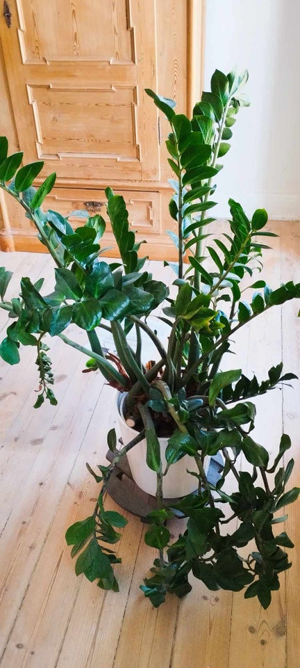 Stueplante Smaragdblad