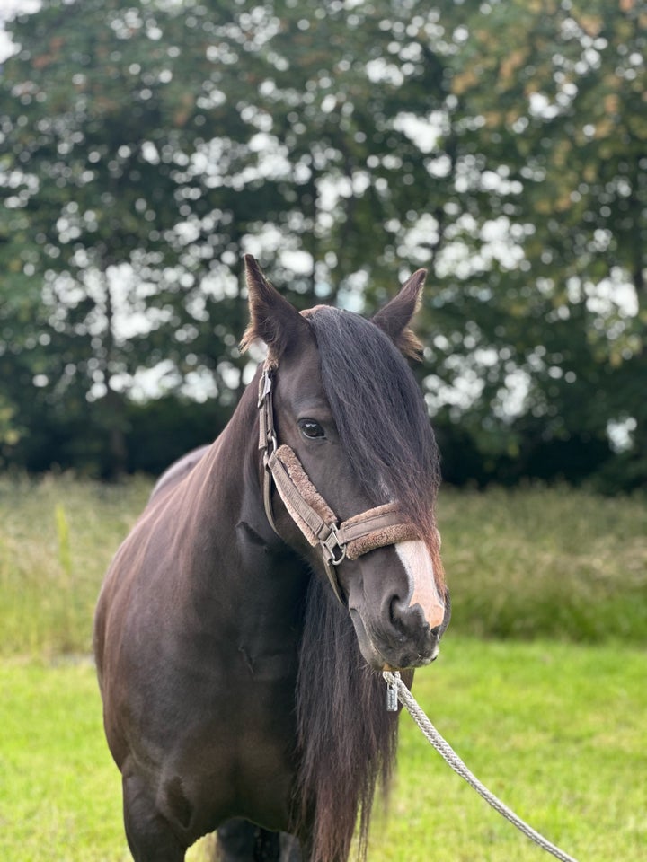 Irish Cob hoppe 7 år