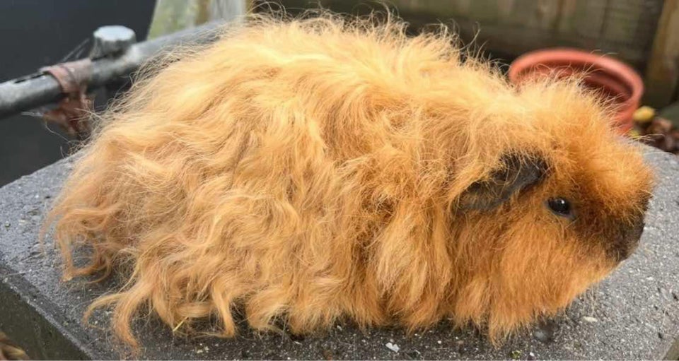 Marsvin, Texel, 0 år