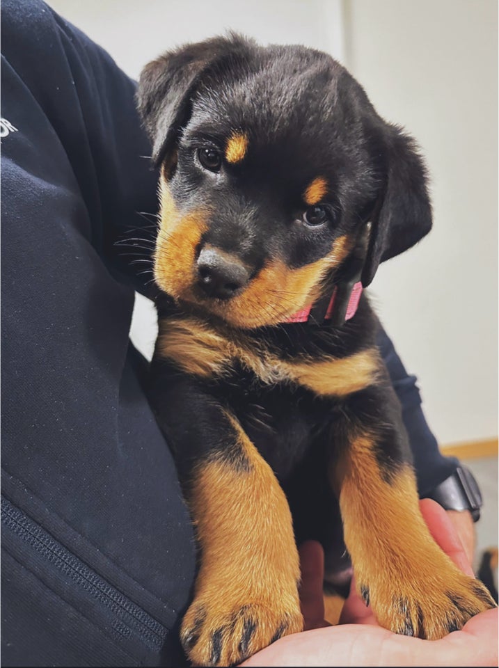 Rottweiler , hvalpe, 7 uger