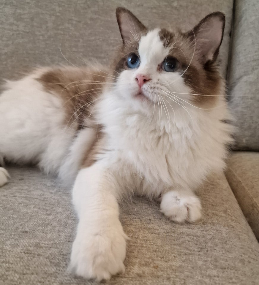 Ragdoll, hunkat, 12 mdr.