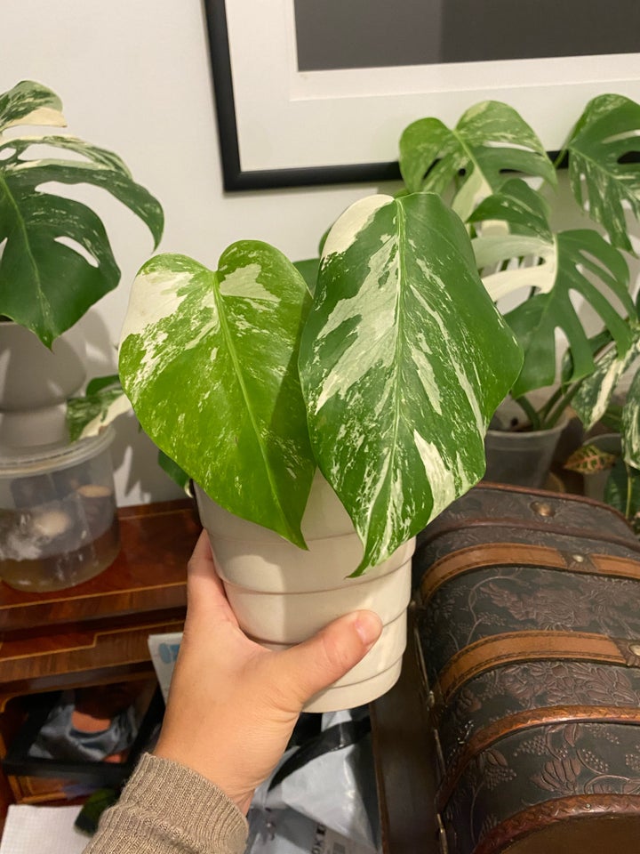 Stueplante , Monstera Albo