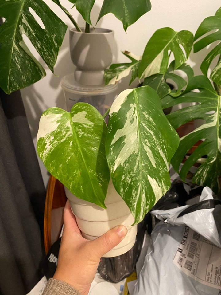 Stueplante , Monstera Albo