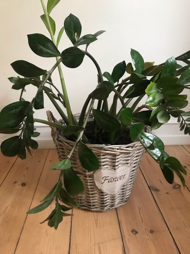 Smaragdblad, Zamioculcas