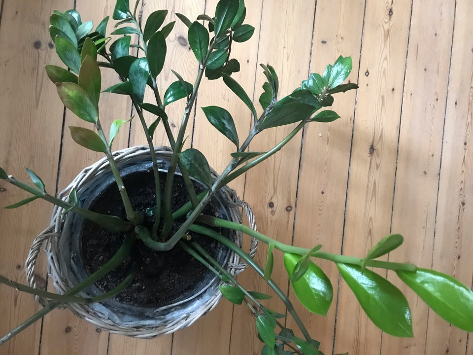 Smaragdblad, Zamioculcas