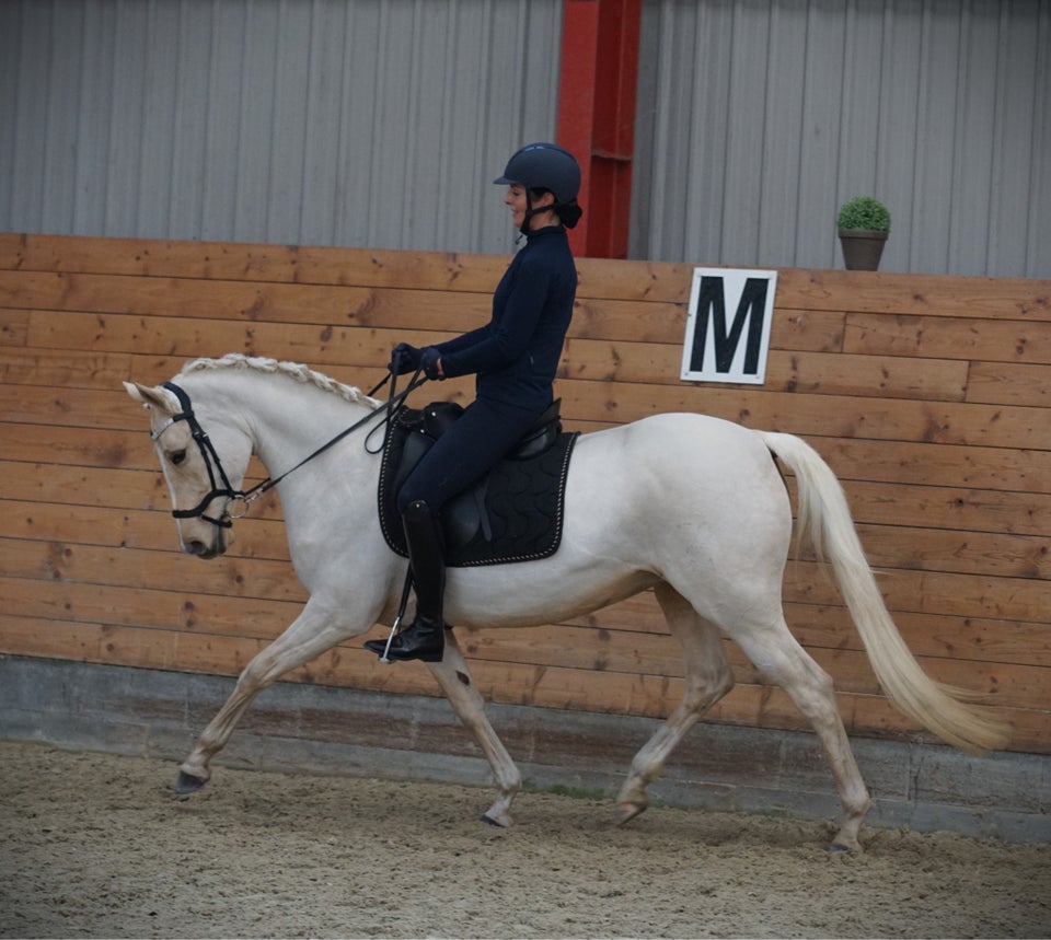 Tysk Pony, hoppe, 6 år