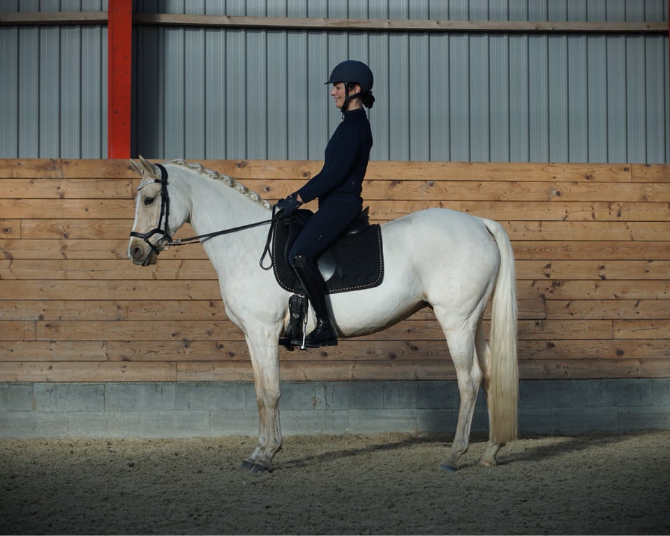 Tysk Pony, hoppe, 6 år