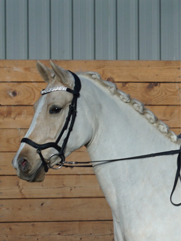 Tysk Pony, hoppe, 6 år