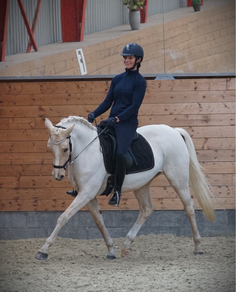 Tysk Pony, hoppe, 6 år