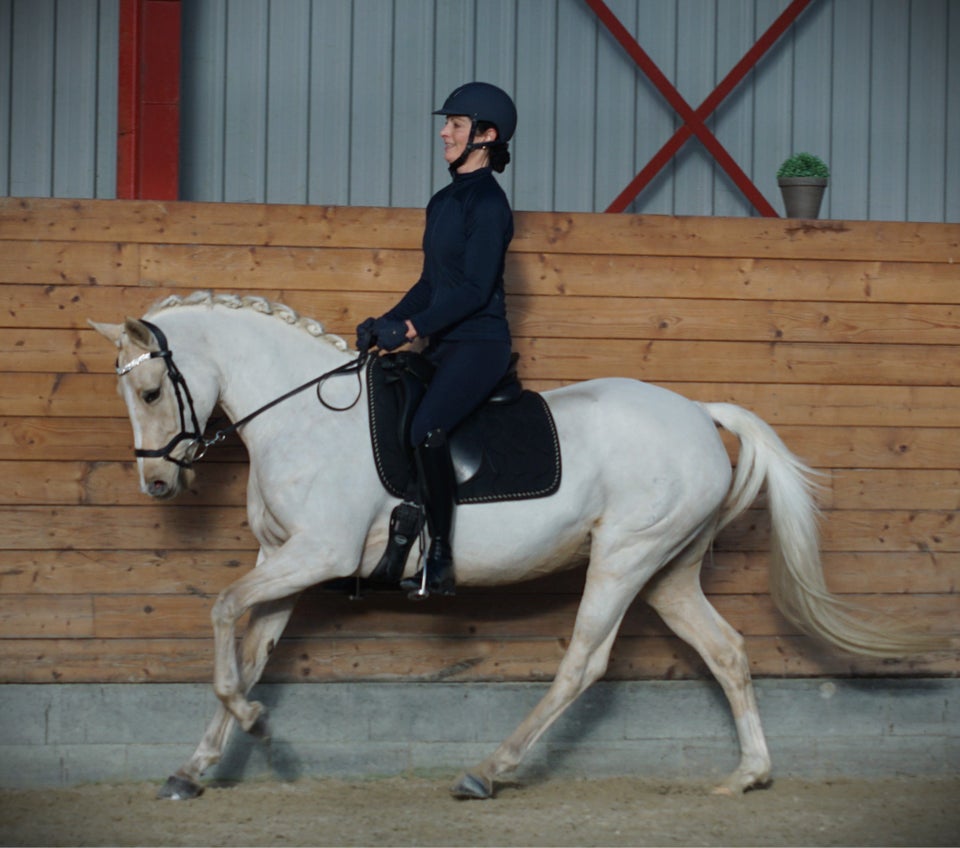 Tysk Pony, hoppe, 6 år