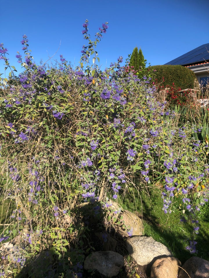 Busk, Solanum RanonnetiiPryd