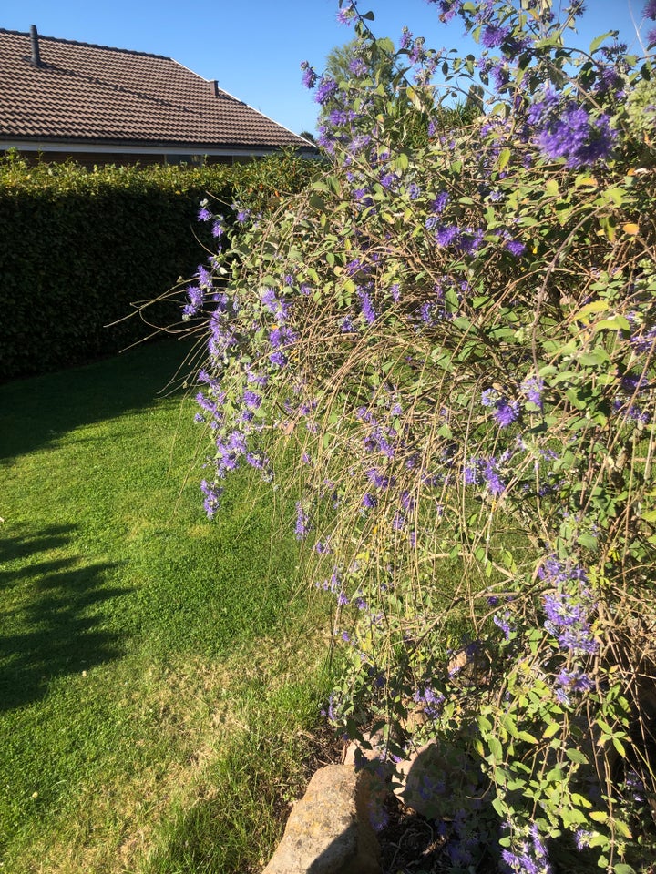 Busk, Solanum RanonnetiiPryd