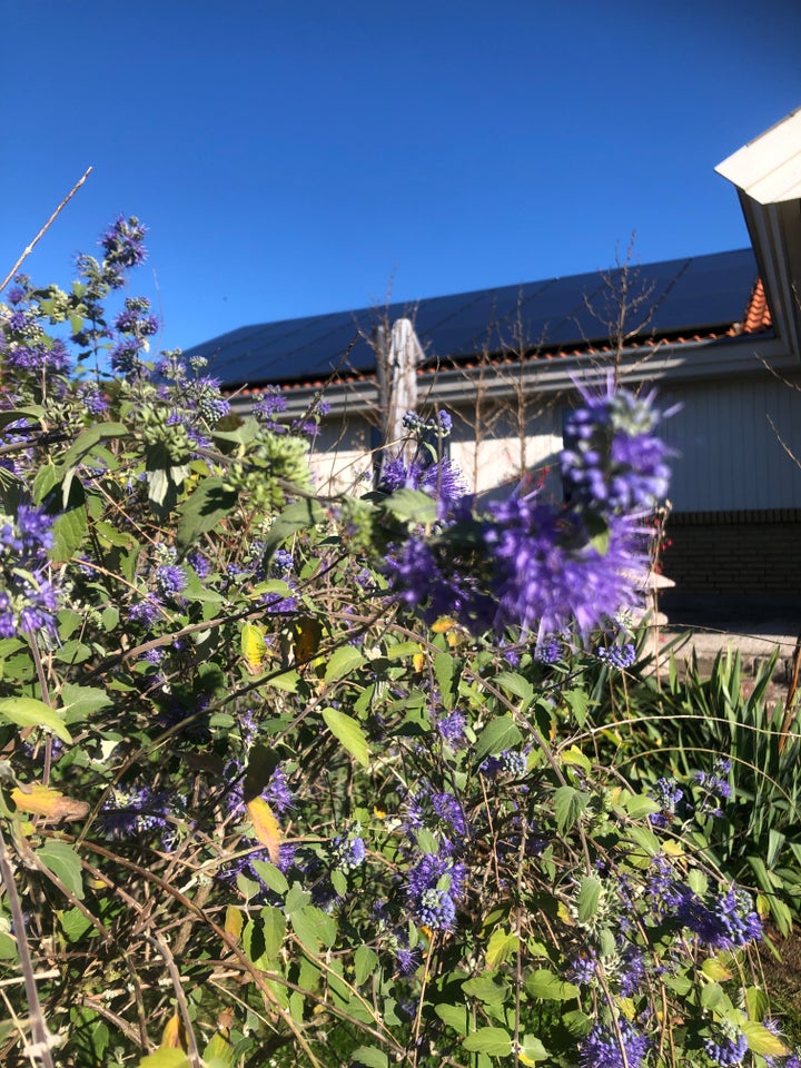 Busk, Solanum RanonnetiiPryd