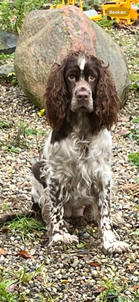 Engelsk Springer Spaniel  hund 2