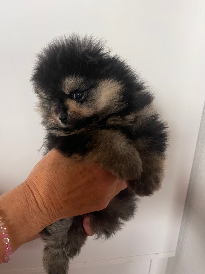 Pomeranian flere hvalpe 8 uger