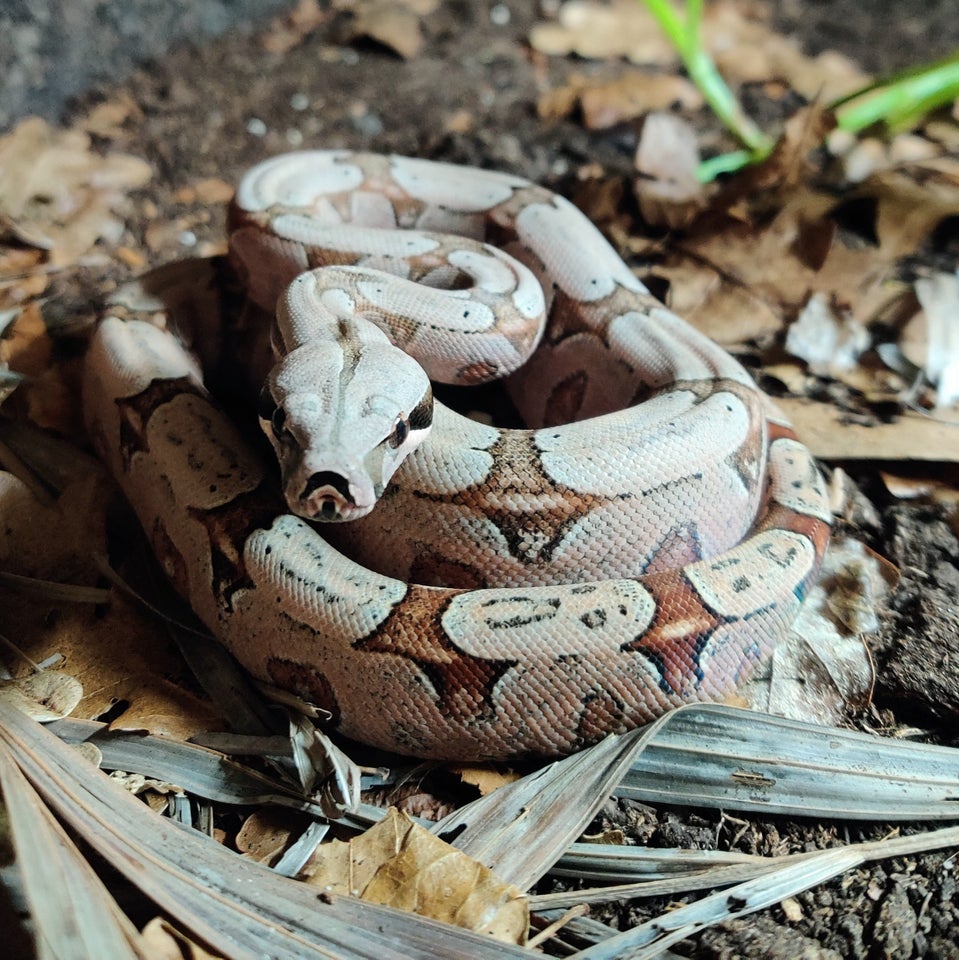 Slange, Boa constrictor amarali