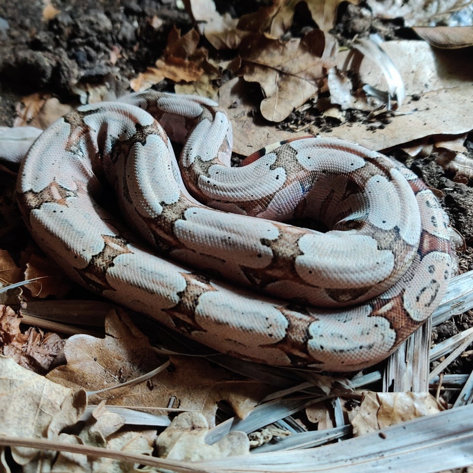 Slange, Boa constrictor amarali