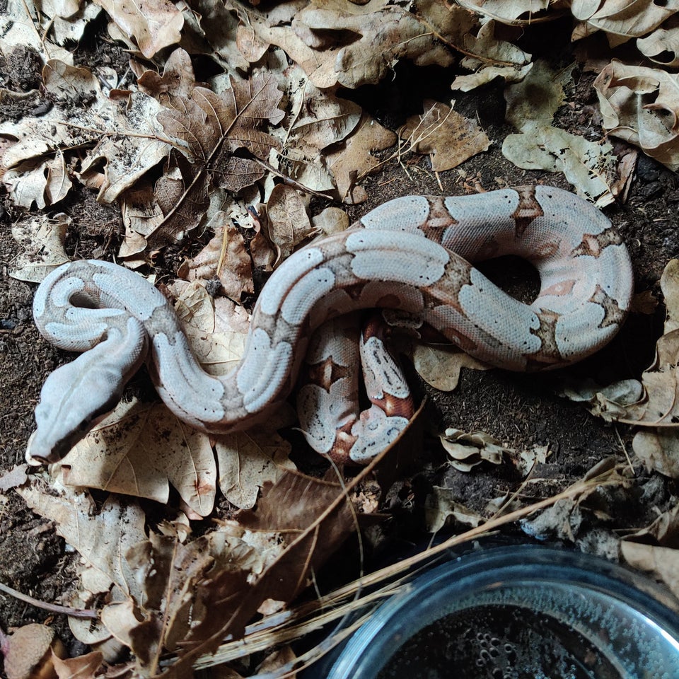 Slange, Boa constrictor amarali