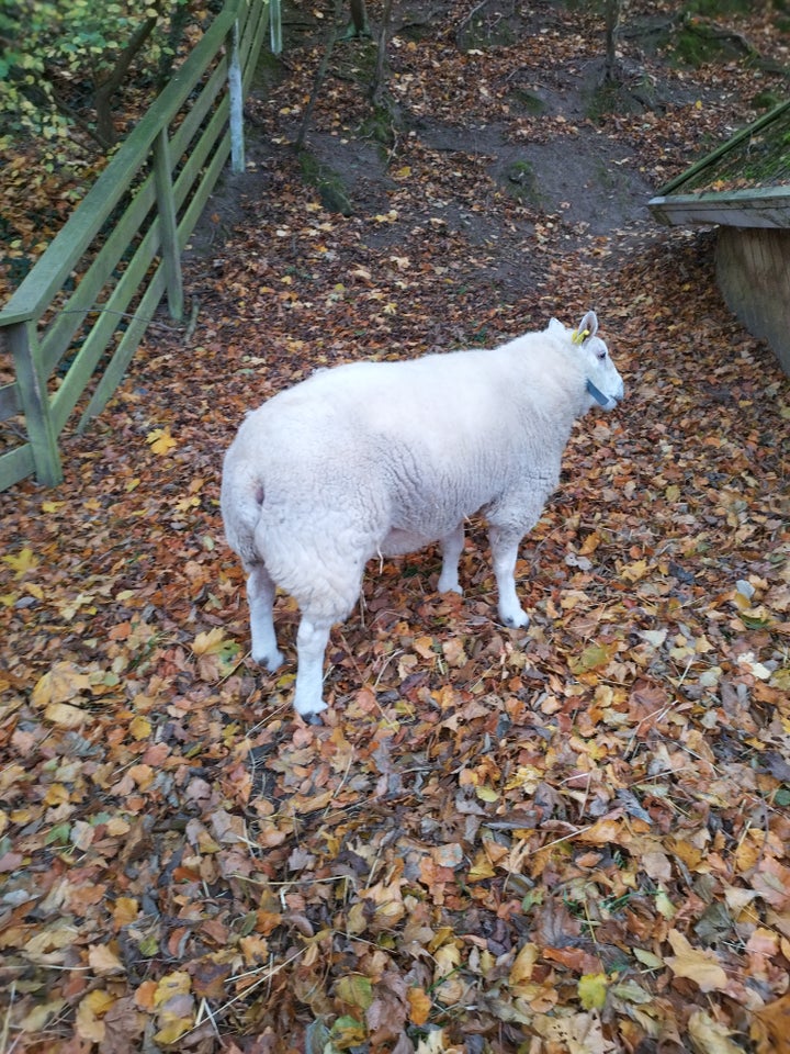 Vædder, Texel , 1 stk.