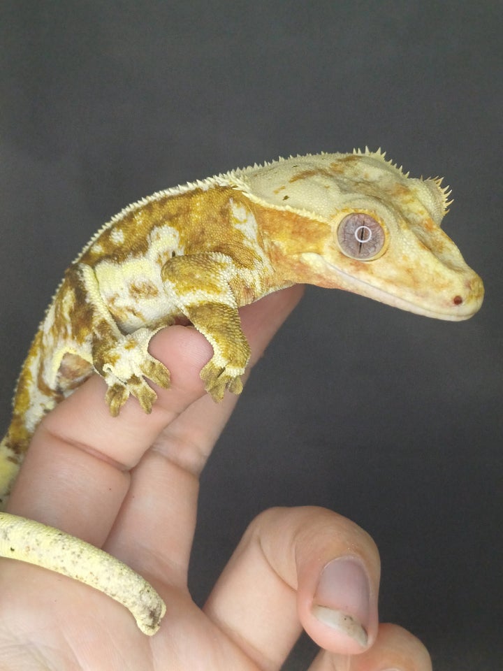 Gekko, Kronegekko