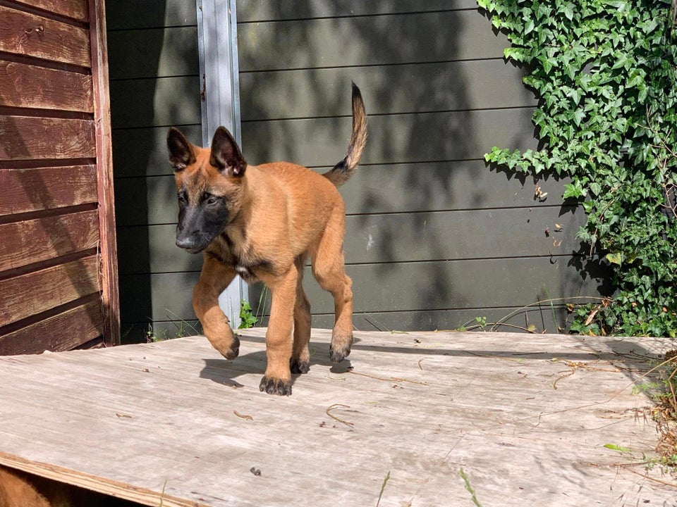 Malinois