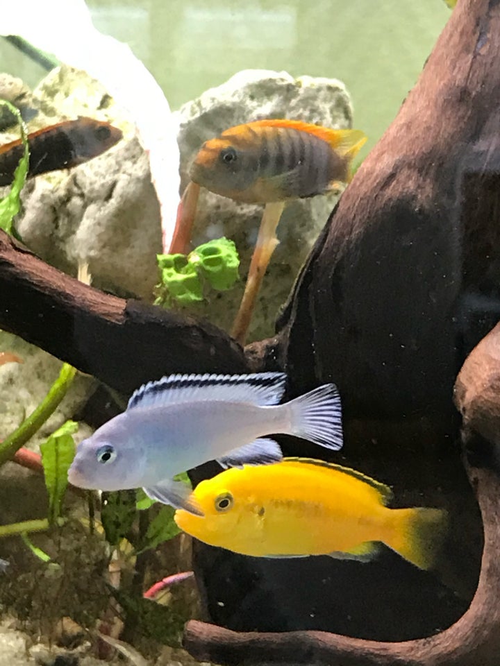 Labidochromis caeruleus golden,