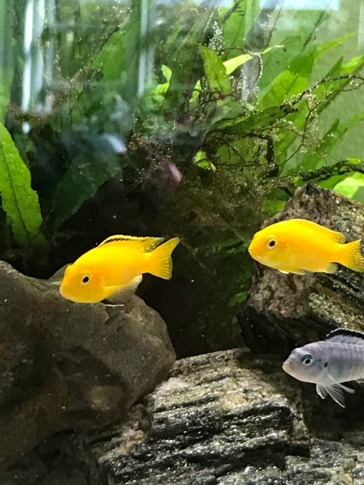 Labidochromis caeruleus golden,