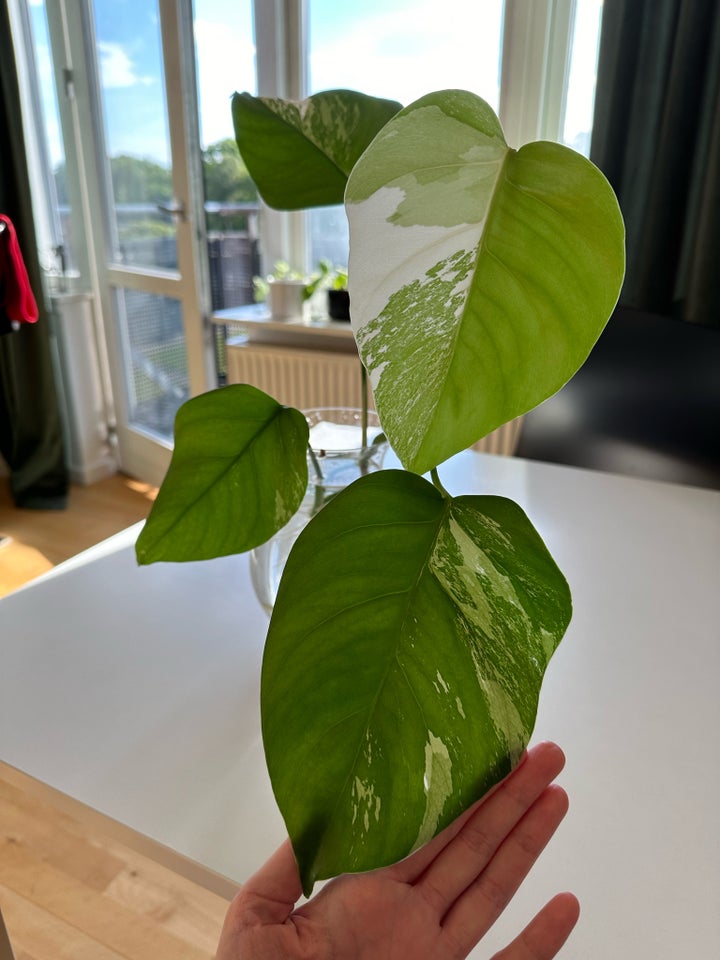 Monstera Variegata stikling med 4