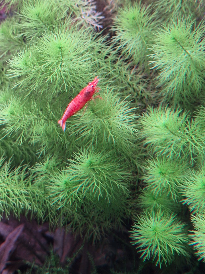 Neocaridina davidi -