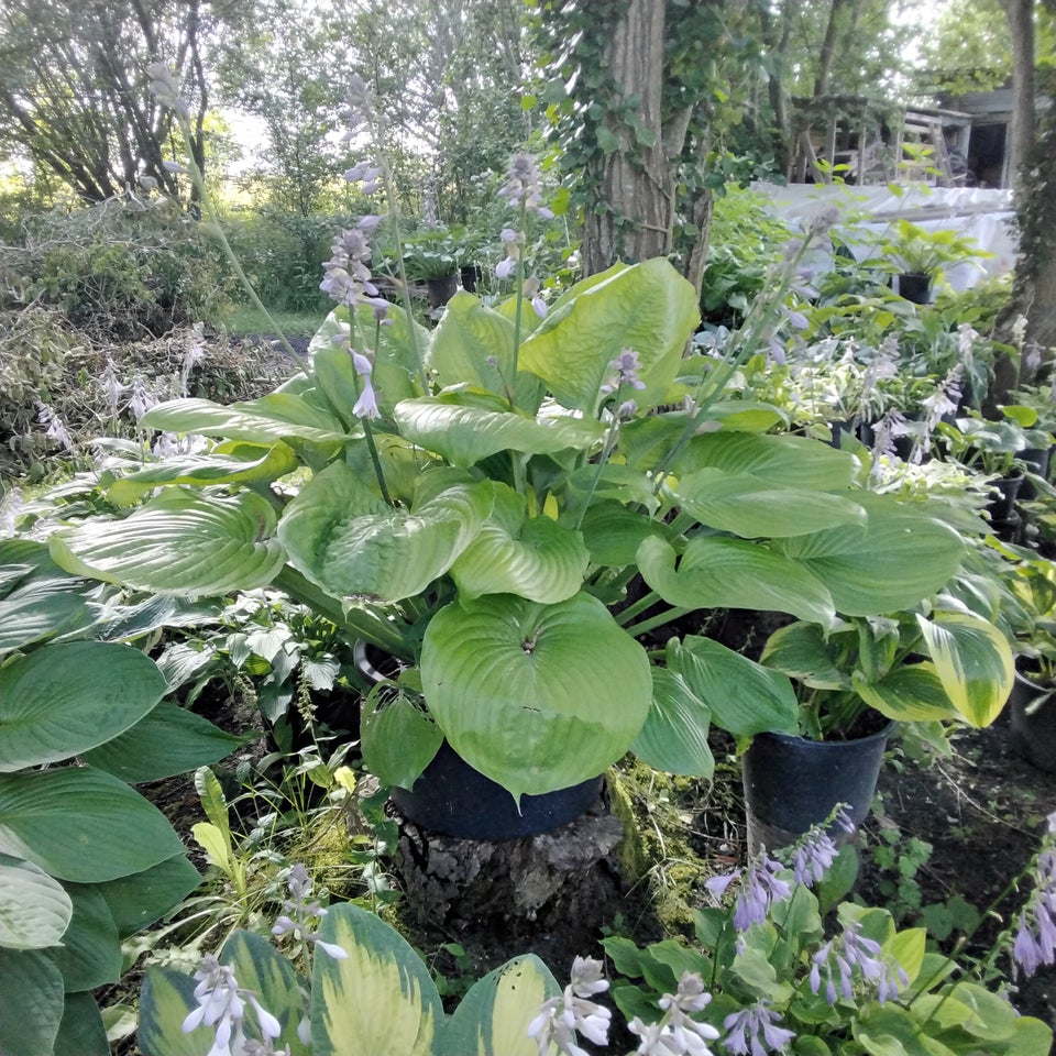 Hosta Sun and substance