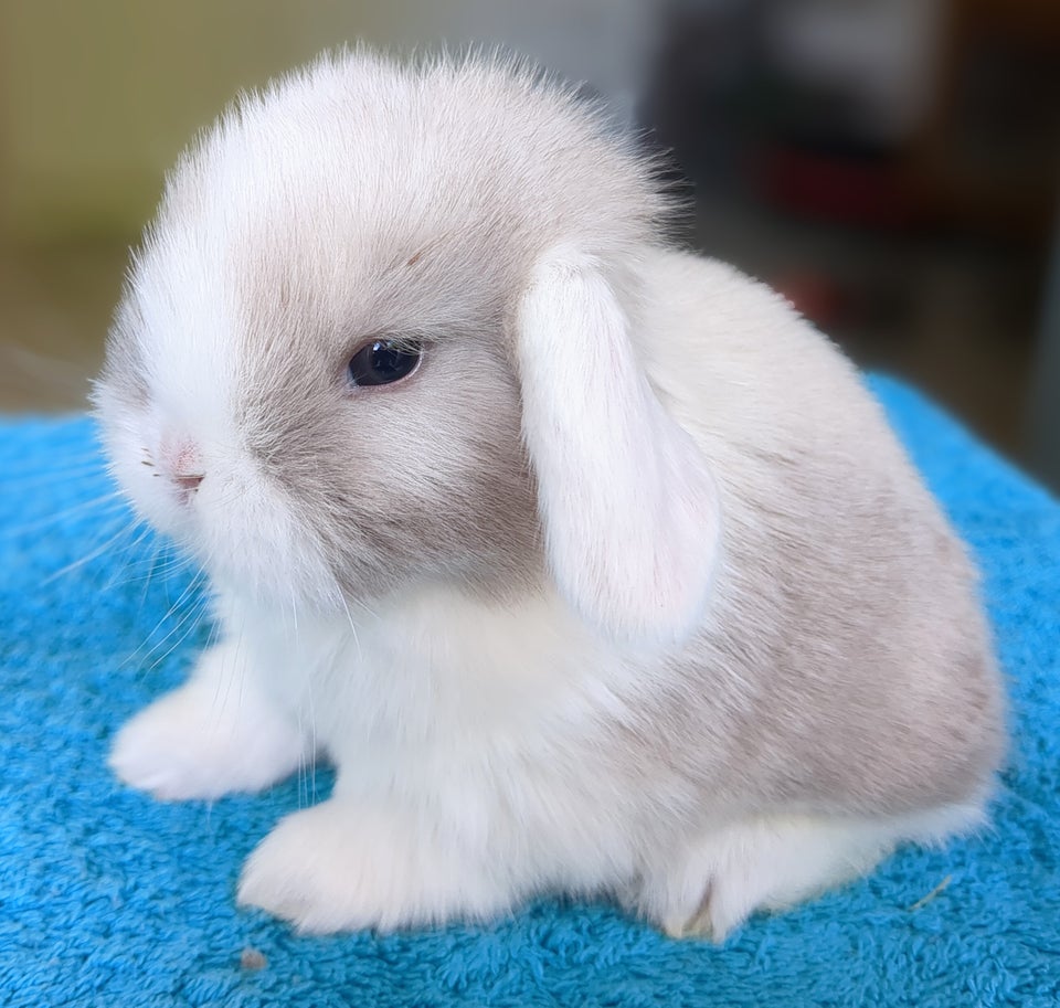 Kanin Minilop kaninunger