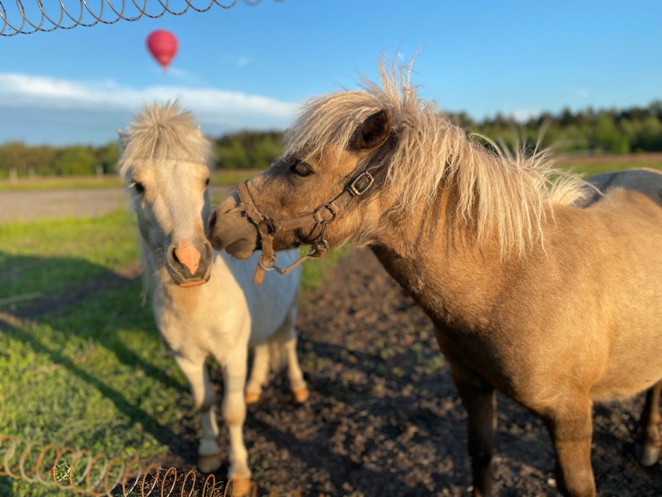 Shetlandspony, hingst, 2 år