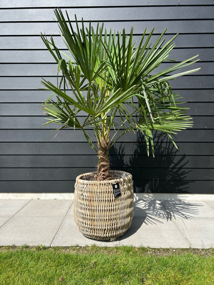 Hørpalme  Trachycarpus