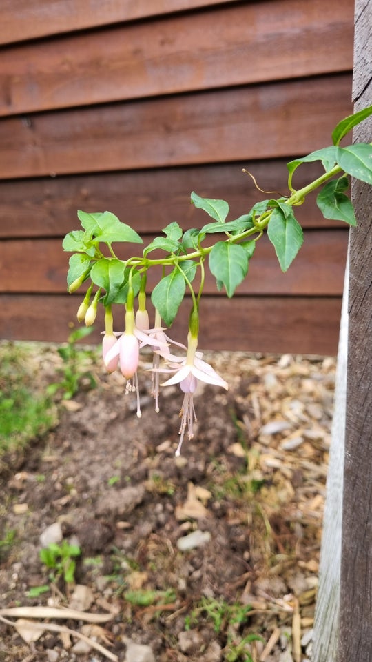 Busk, Fuchsia