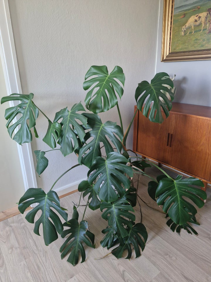 Monstera plante, Monstera