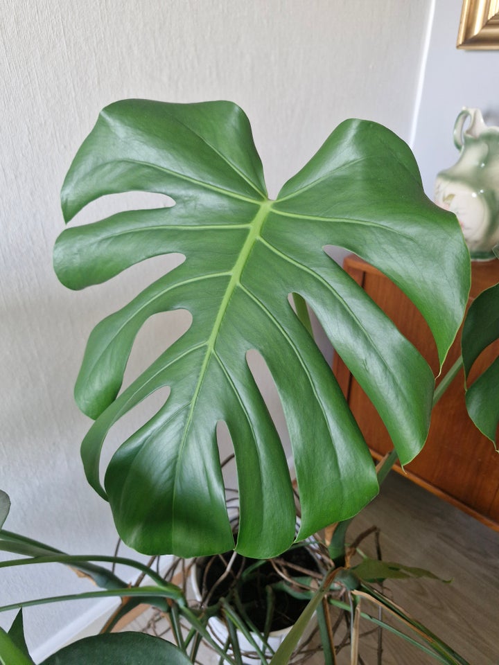 Monstera plante, Monstera