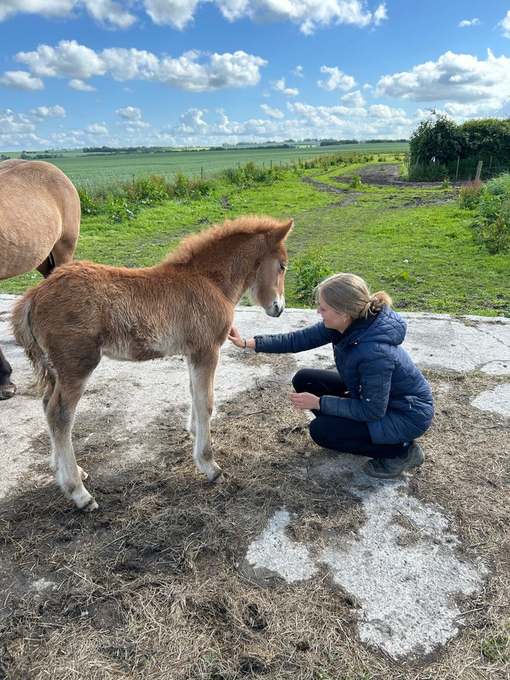 Islænder hingst 0 år