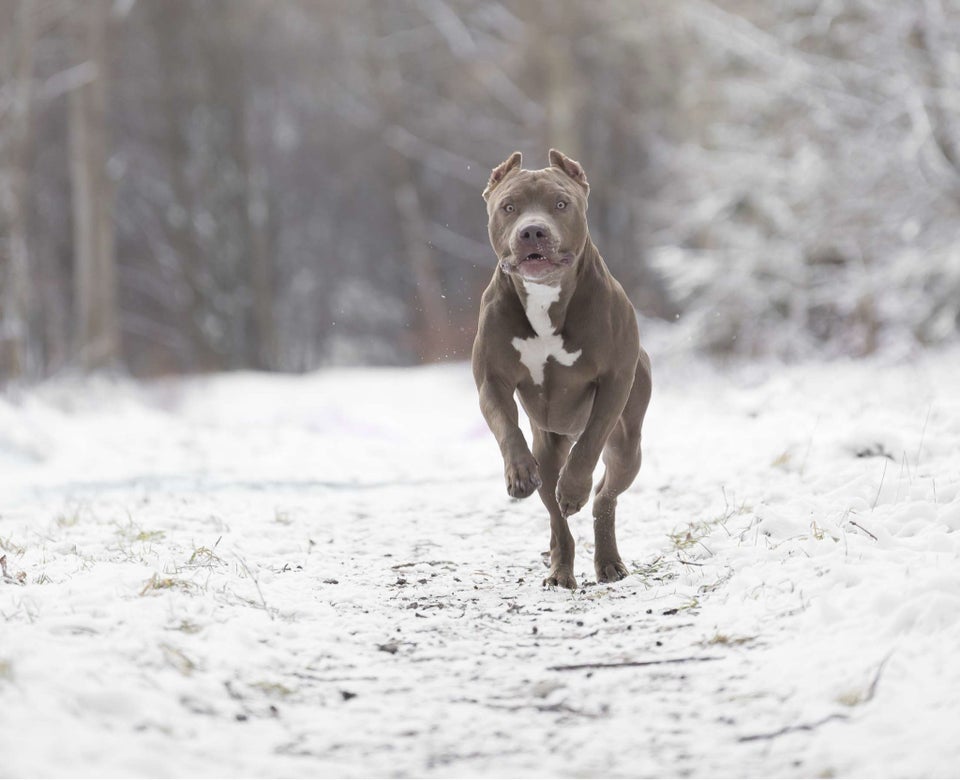 American Bully XL hund 2 år