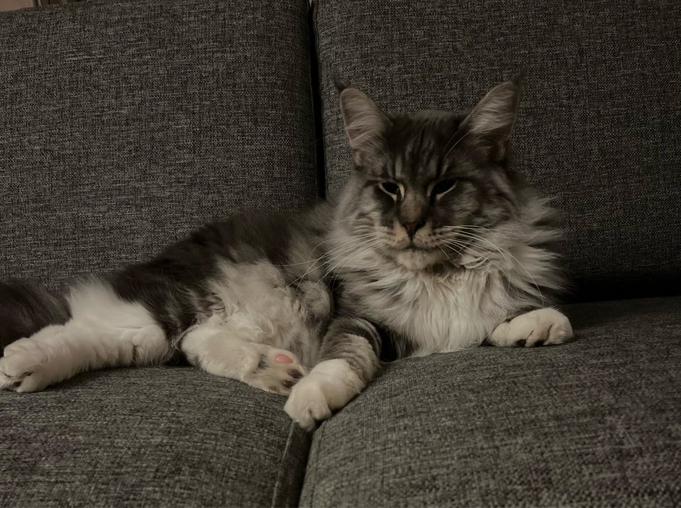 Hankat Mainecoon 2 år