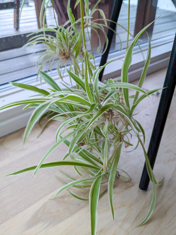 Stiklinger Spider plant