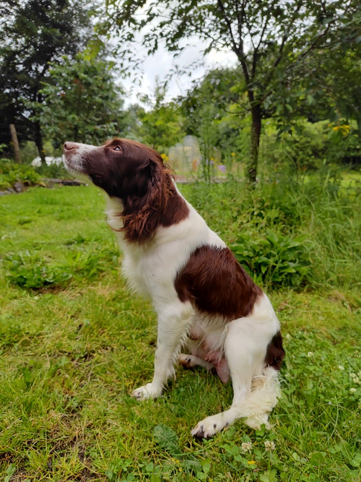 FT springer spaniel/ FT cocker