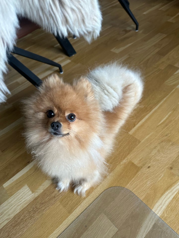 Pomeranian, hanhund, 2 år