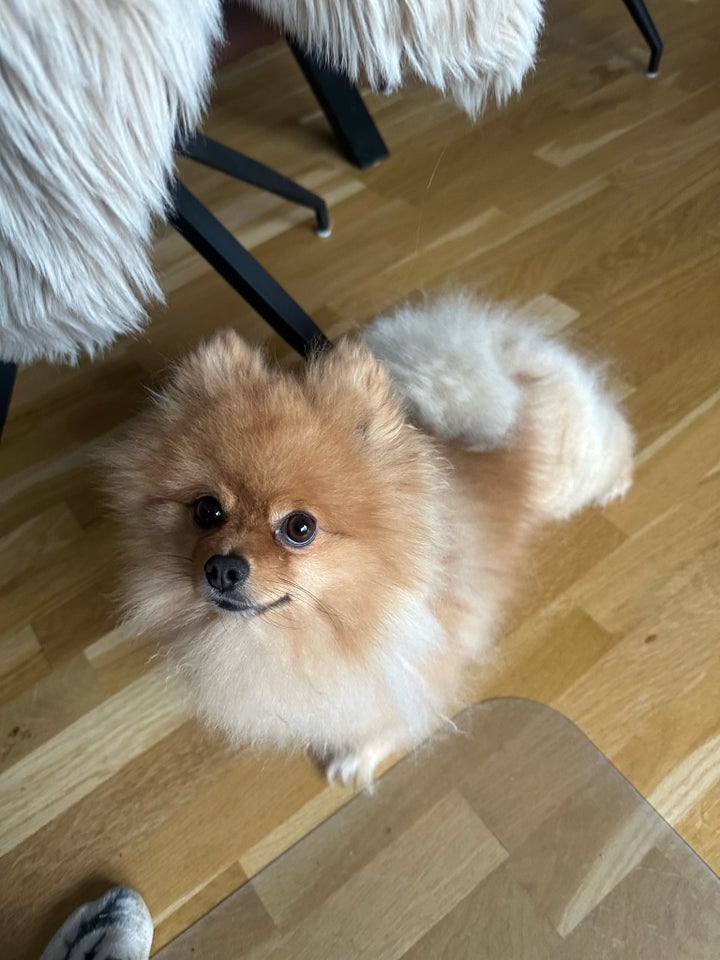 Pomeranian, hanhund, 2 år