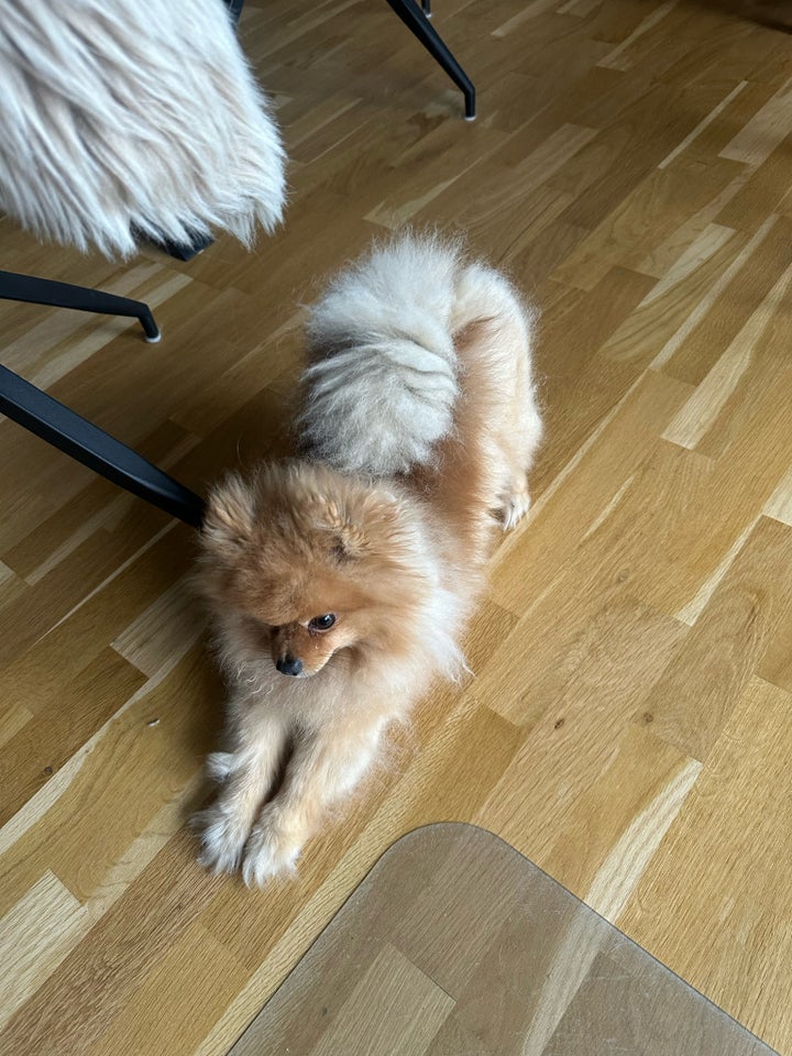 Pomeranian, hanhund, 2 år