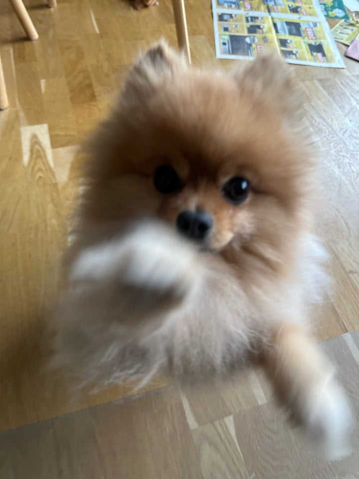 Pomeranian, hanhund, 2 år