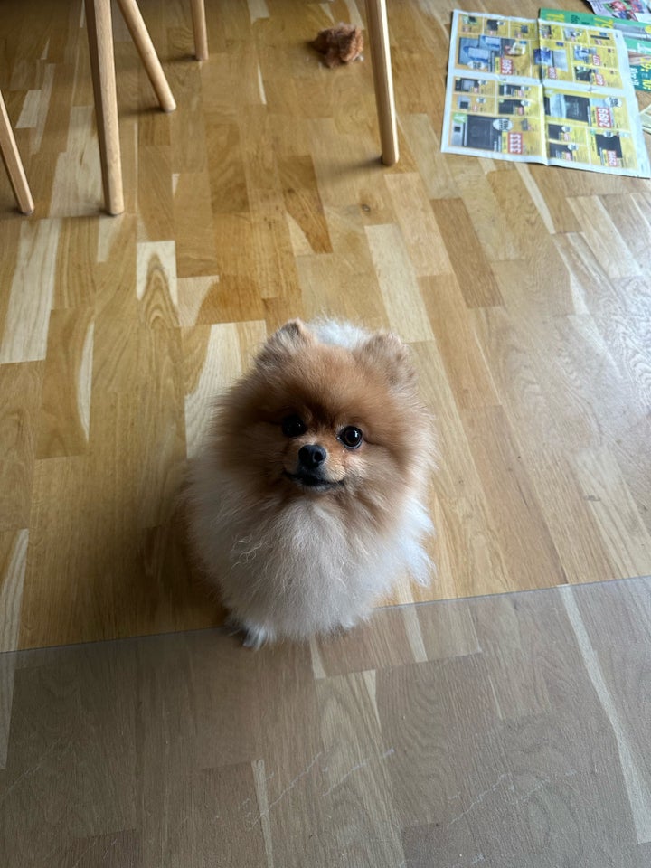 Pomeranian, hanhund, 2 år